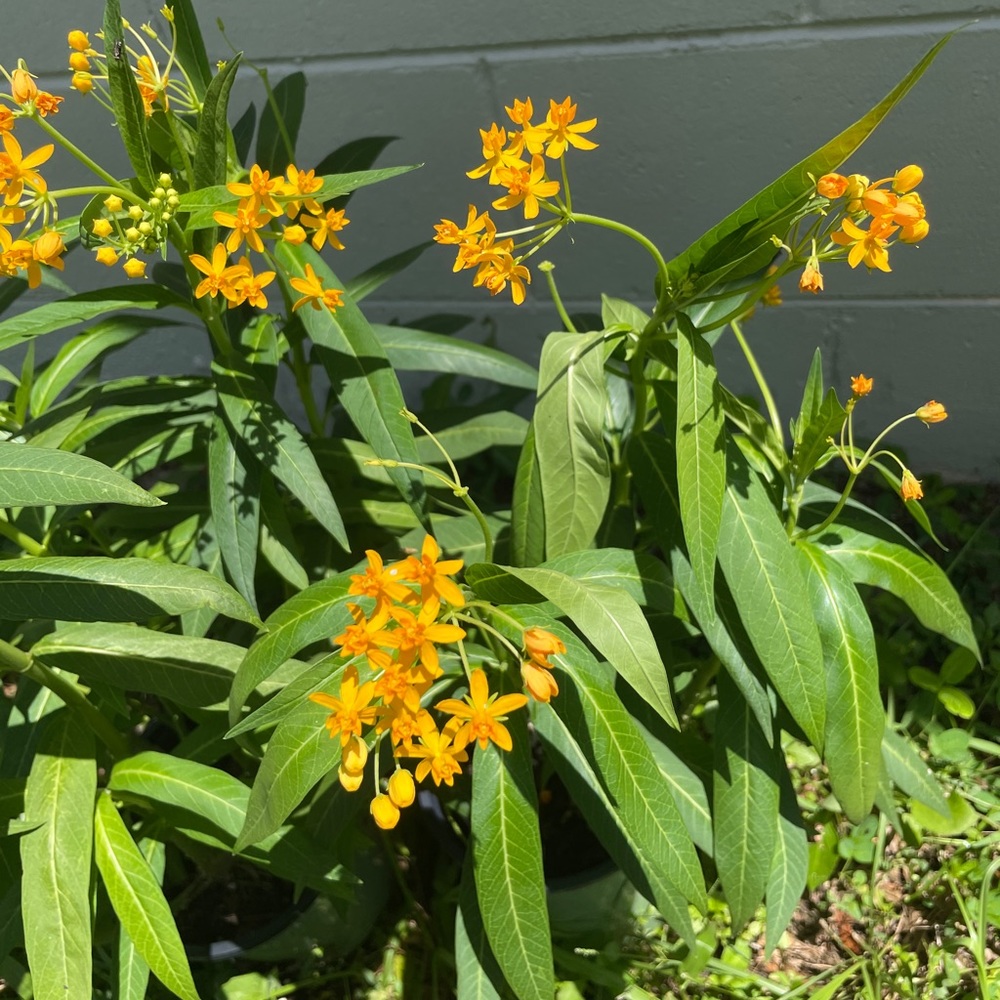 Yellow Milkweed Seeds (50 seeds) host plant for Monarch butterfly